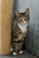 Picture of tabby cat, domestic shorthaired with scratching post