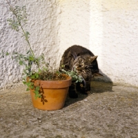 Picture of tabby cat eating catmint