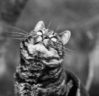 Picture of tabby cat gazing upwards