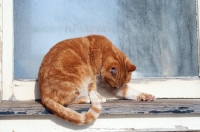 Picture of tabby cat grooming himself while sitting outside on a window sill