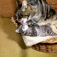 Picture of tabby cat grooming tabby kitten