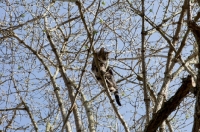 Picture of Tabby cat high in a tree