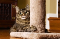 Picture of tabby cat holding onto cat tree