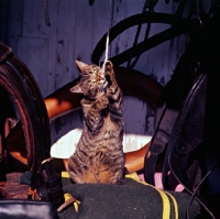 Picture of tabby cat in a tack room playing with cord