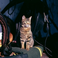 Picture of tabby cat in a tack room