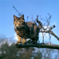 Picture of tabby cat in a tree