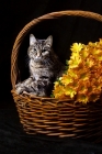Picture of tabby cat in basket with yellow flowers