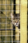 Picture of tabby cat in cattery