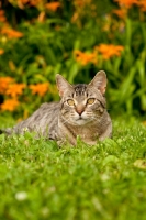 Picture of tabby cat in garden