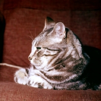 Picture of tabby cat in pensive mood