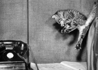 Picture of tabby cat jumping towards old fashioned telephone