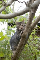 Picture of tabby cat looking at camera a tree