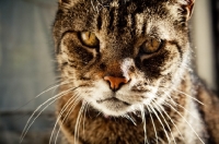 Picture of tabby cat looking at camera