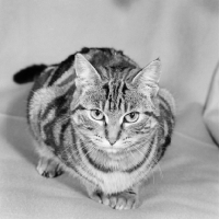 Picture of tabby cat looking at the camera