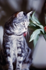 Picture of tabby cat looking away