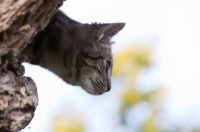 Picture of Tabby cat looking down from a tree in profile