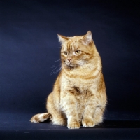 Picture of tabby cat looking down