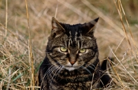 Picture of tabby cat looking evil