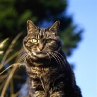 Picture of tabby cat, looking towards camera