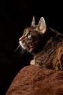 Picture of Tabby cat looking up