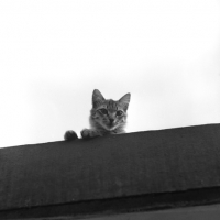 Picture of tabby cat looks over the parapet