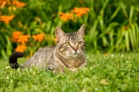 Picture of tabby cat lying down in garden