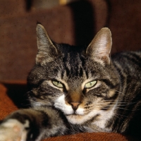 Picture of tabby cat lying in the sun