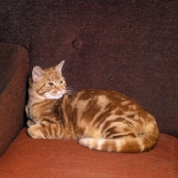 Picture of tabby cat lying on a chair