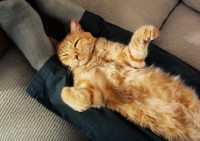 Picture of tabby cat lying on back