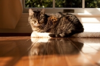 Picture of Tabby cat lying with eyes closed
