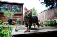 Picture of Tabby cat meowing in garden