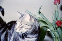 Picture of tabby cat near tullips