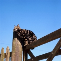 Picture of tabby cat on a gate