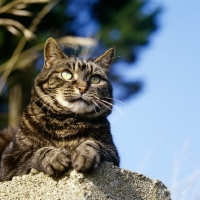 Picture of tabby cat on a wall