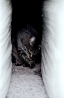 Picture of tabby cat on farm, licking