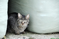Picture of tabby cat on farm