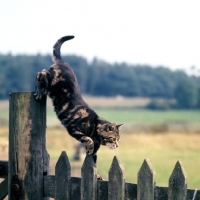 Picture of tabby cat on fence top