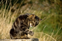 Picture of tabby cat pawing at a piece of grass