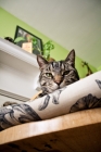 Picture of Tabby cat peaking over side of chair