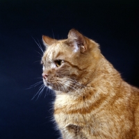 Picture of tabby cat portrait