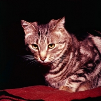 Picture of tabby cat portrait