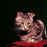 Picture of tabby cat portrait