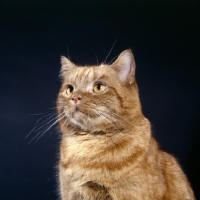 Picture of tabby cat portrait