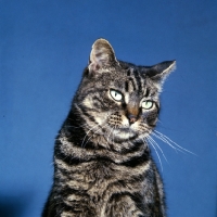 Picture of tabby cat portrait