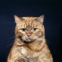 Picture of tabby cat portrait