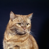 Picture of tabby cat portrait