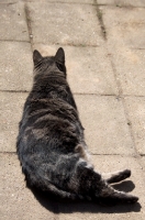 Picture of tabby cat resting in the sun