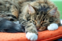 Picture of tabby cat resting on a pillow
