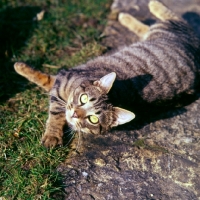 Picture of tabby cat rolling and looking up at camera