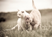 Picture of tabby cat rubbing against a white cat in a friendly way